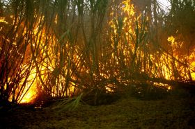 burning sugar cane prior to harvesting – Best Places In The World To Retire – International Living